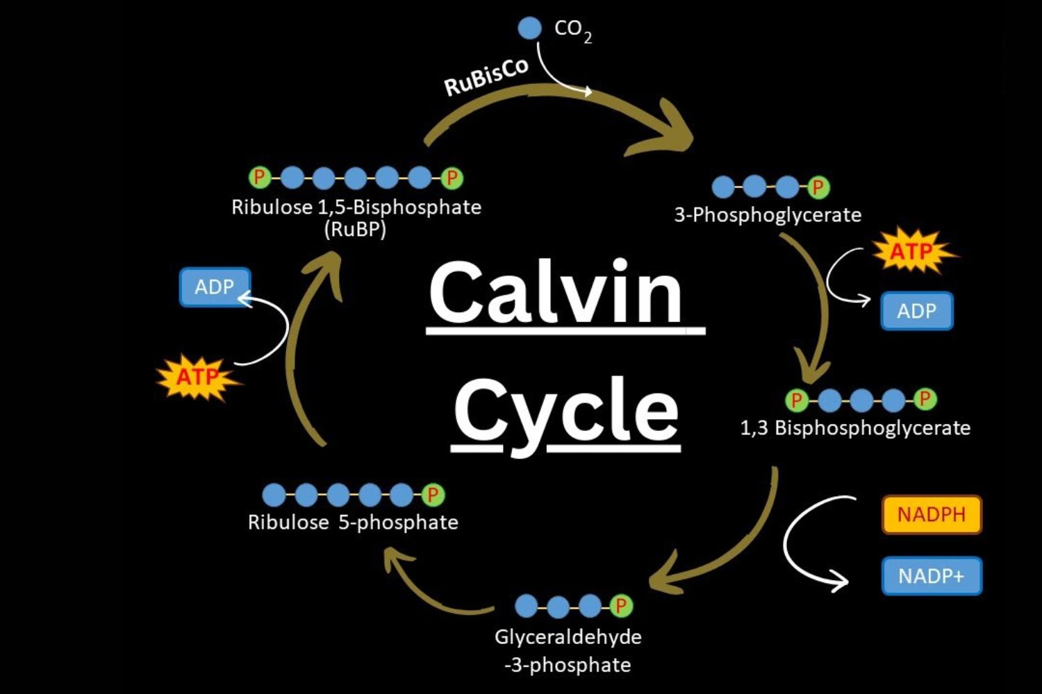 calvin-cycle-quiz