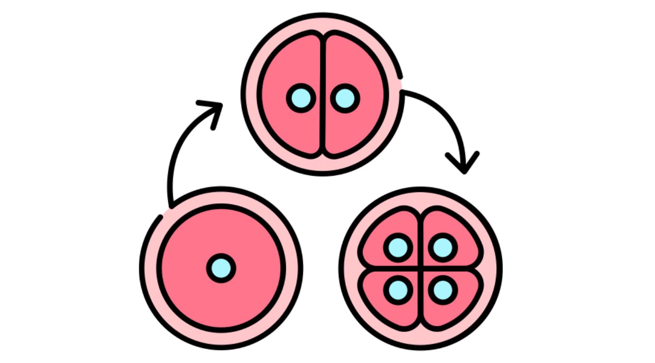 cell-cycle-quiz