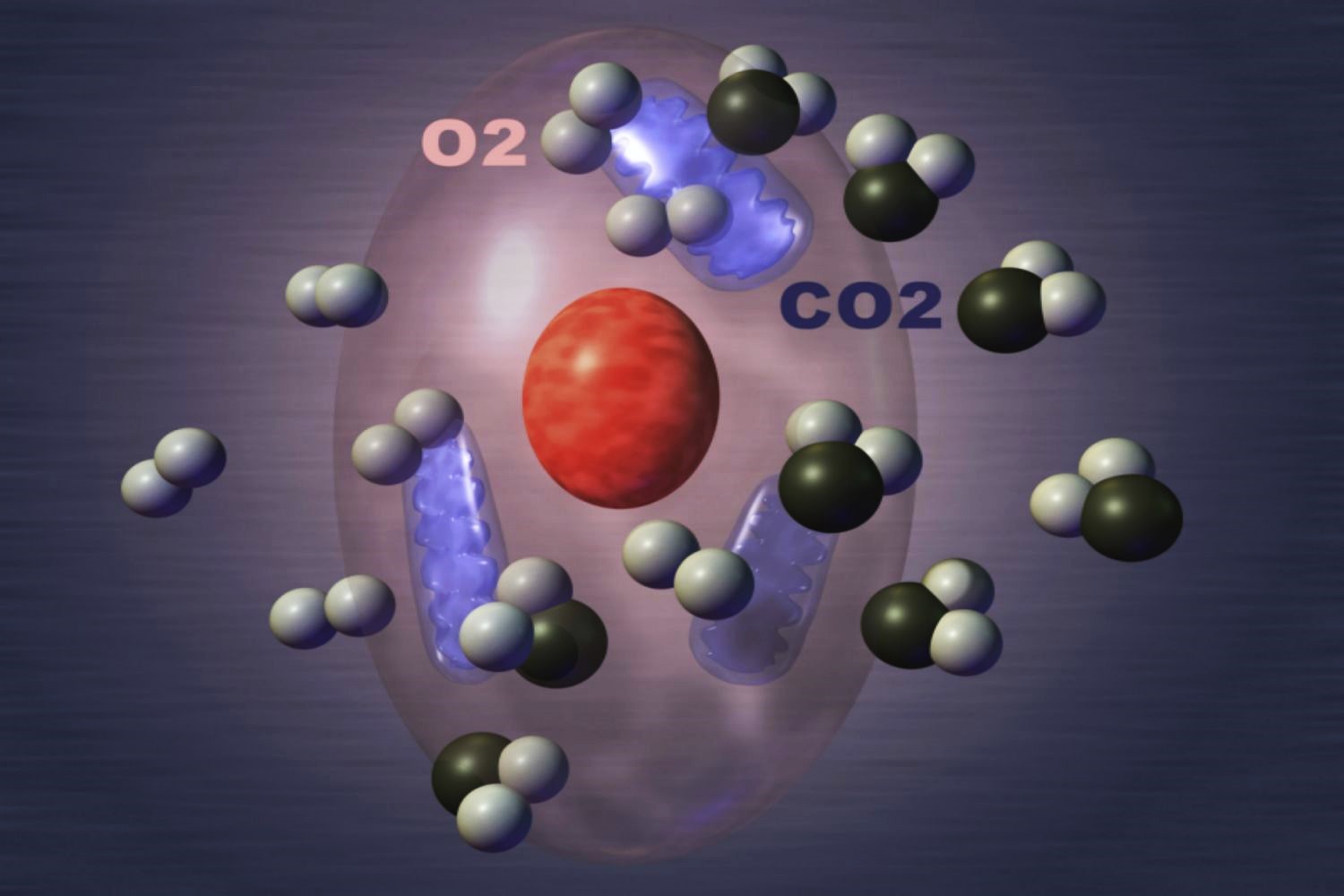 cellular-respiration-quiz