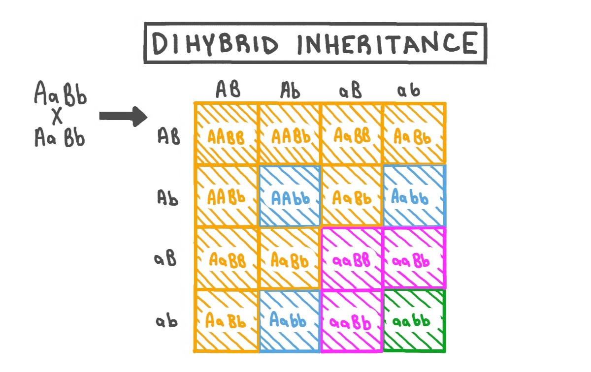 dihybrid-cross-quiz