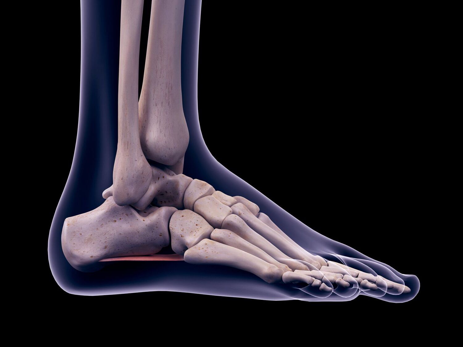 foot-bones-quiz