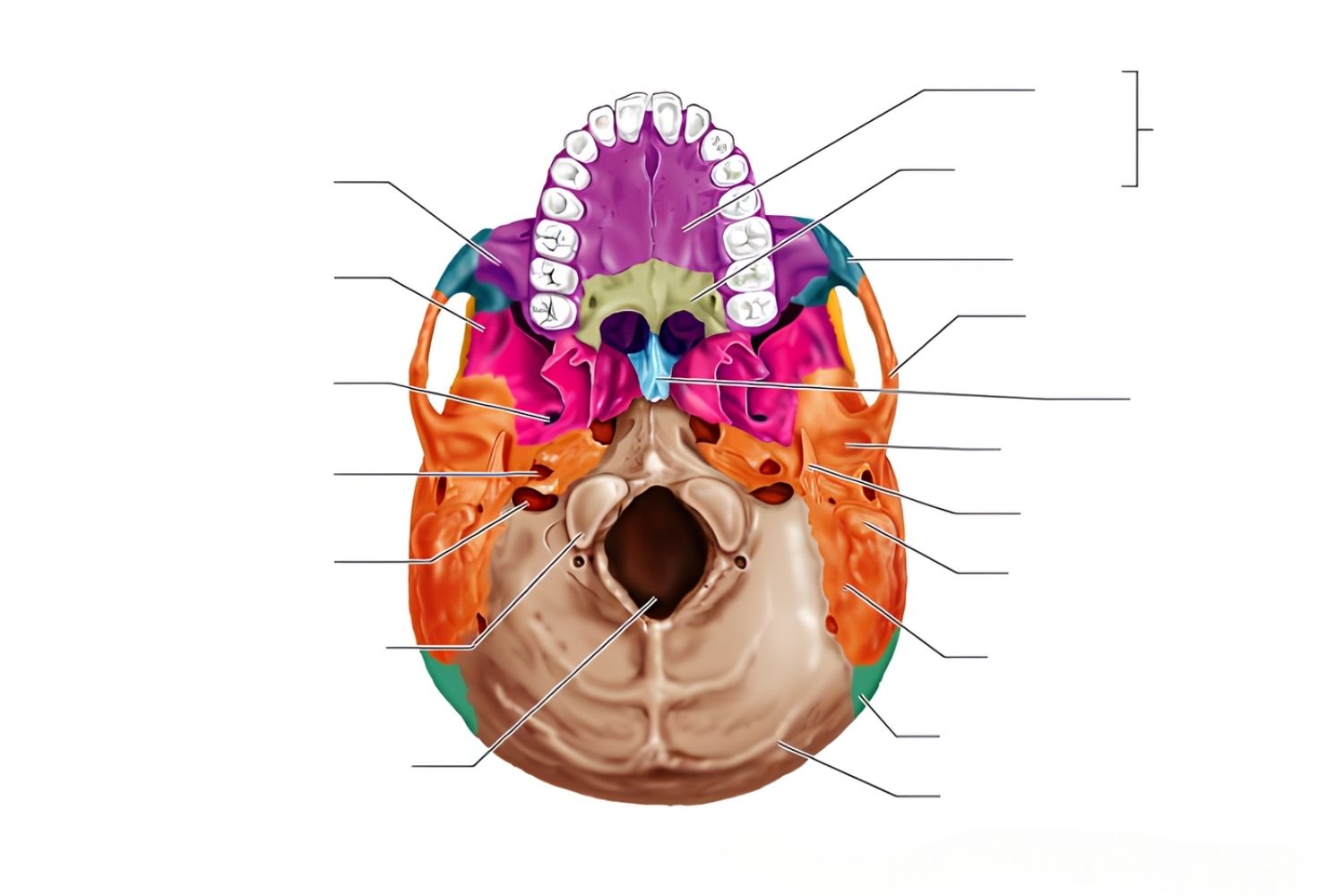 inferior-view-of-skull-quiz