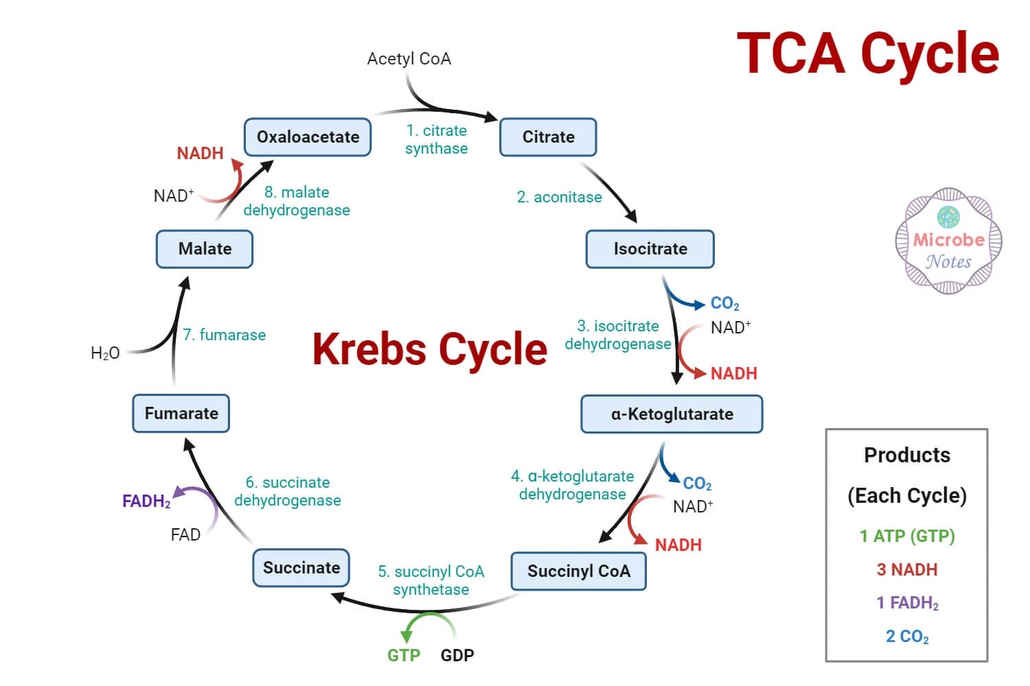 krebs-cycle-quiz