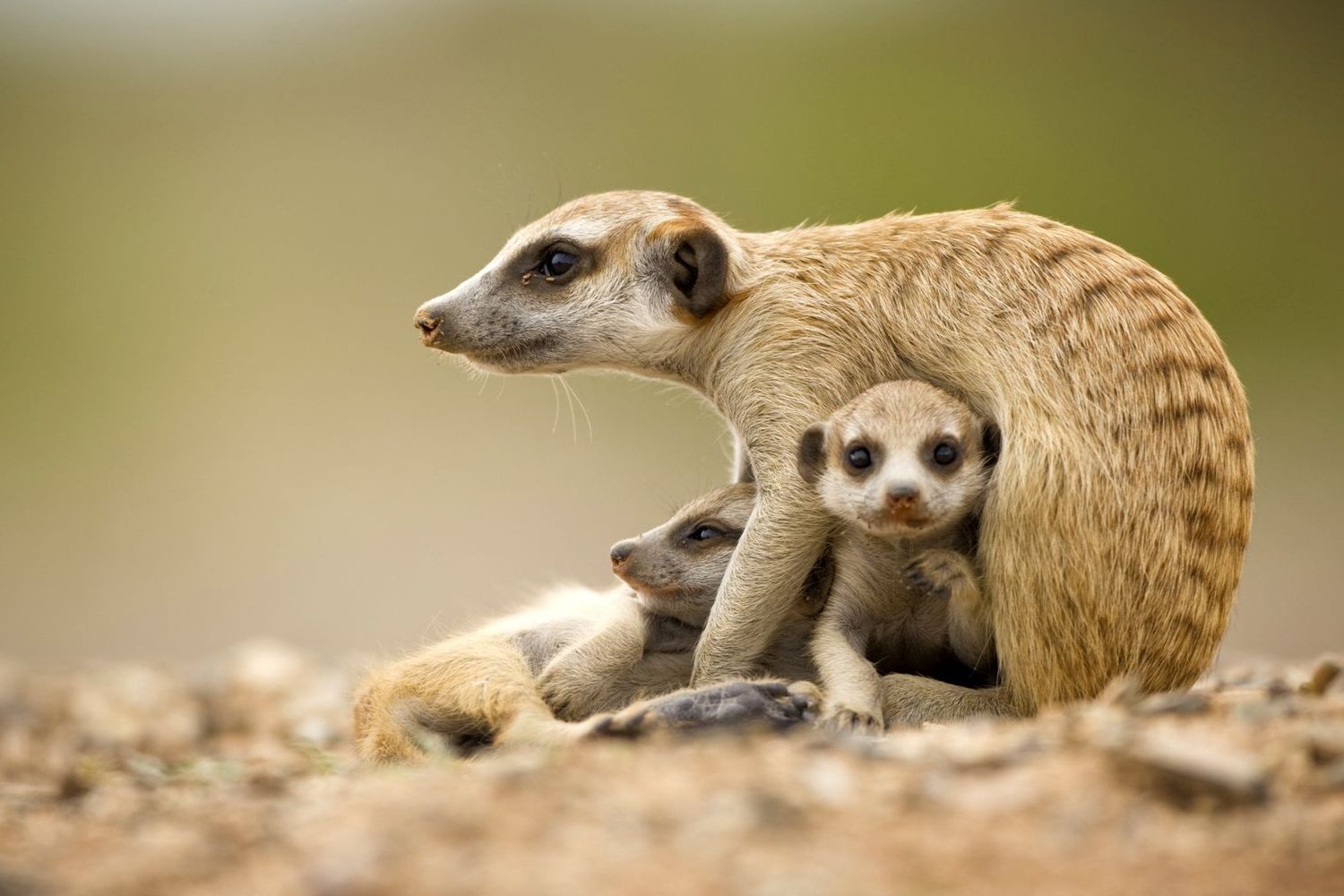 Mammal Quiz Quiz now Mammal Quiz Quiz now