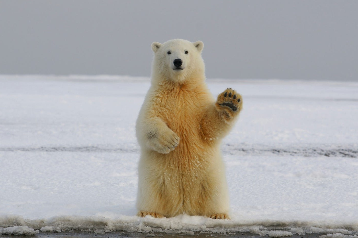 polar-bear-quiz