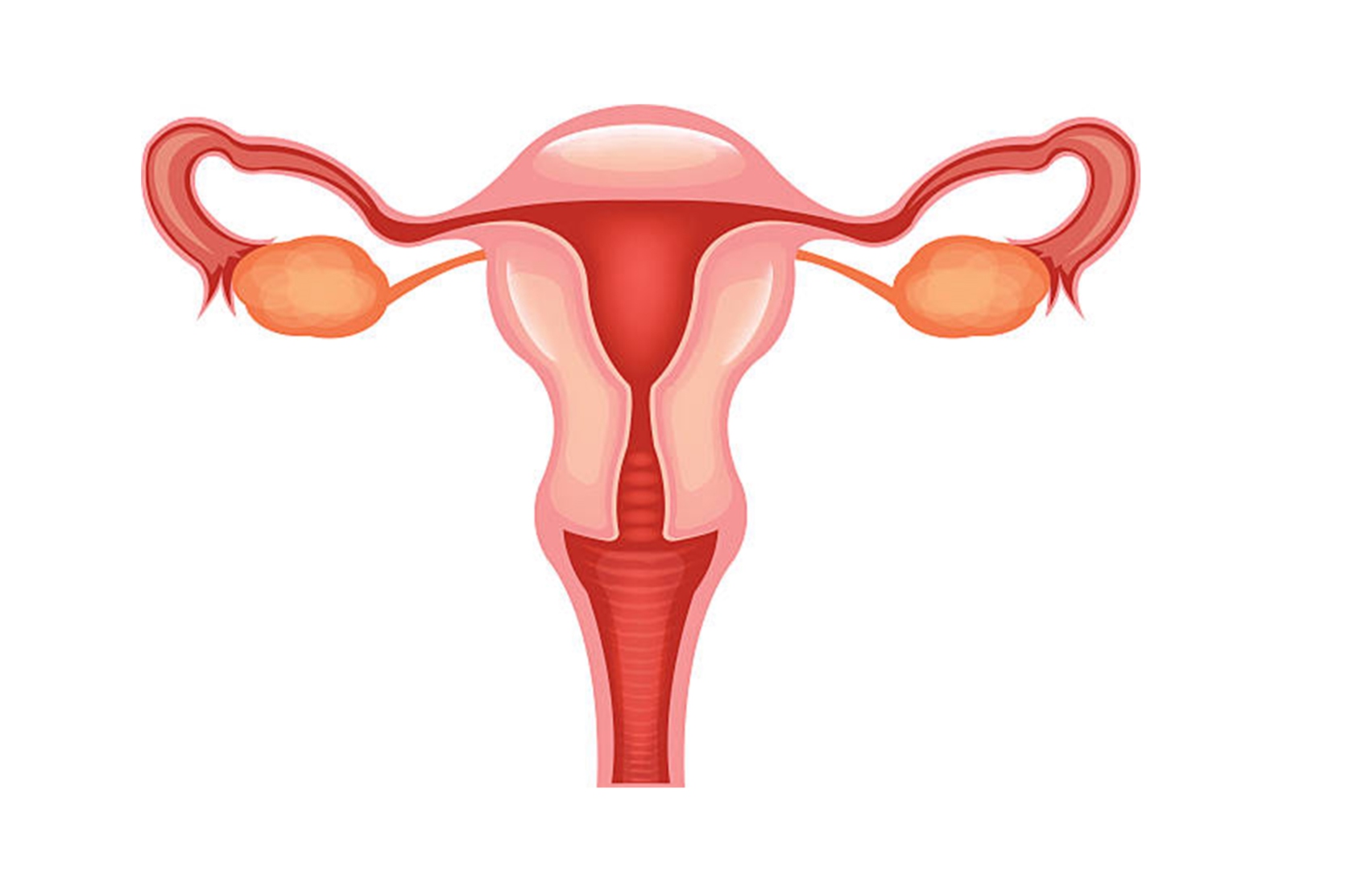 reproductive-system-quiz