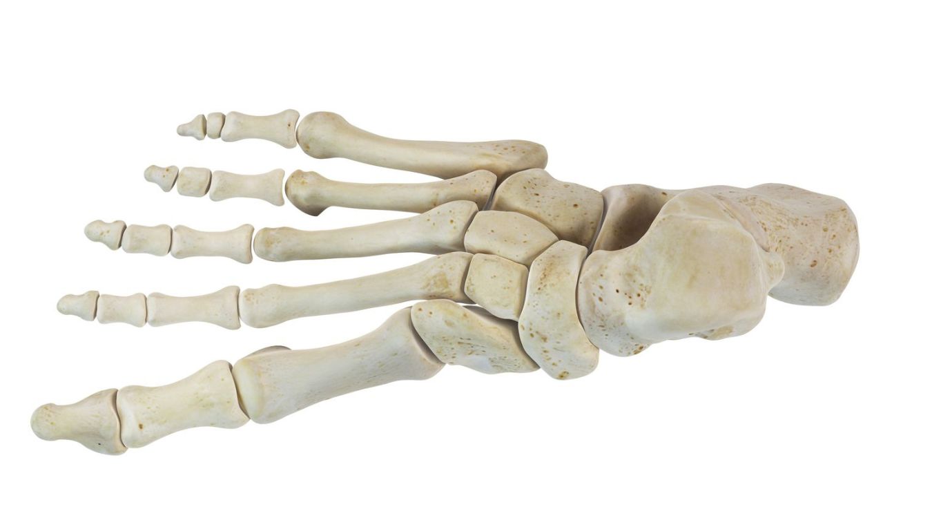 tarsal-bones-quiz