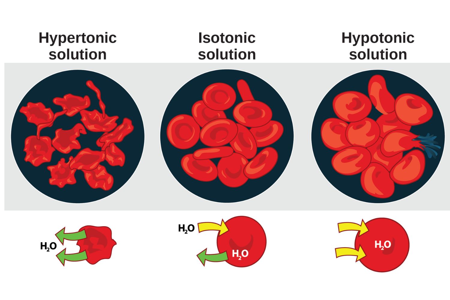 tonicity-and-osmoregulation-quiz