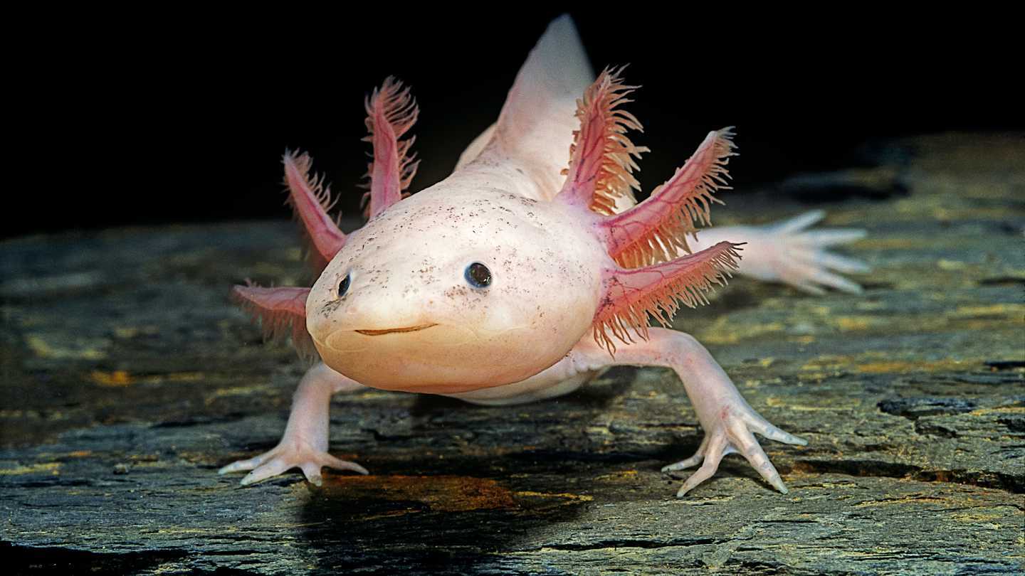 axolotl-quiz