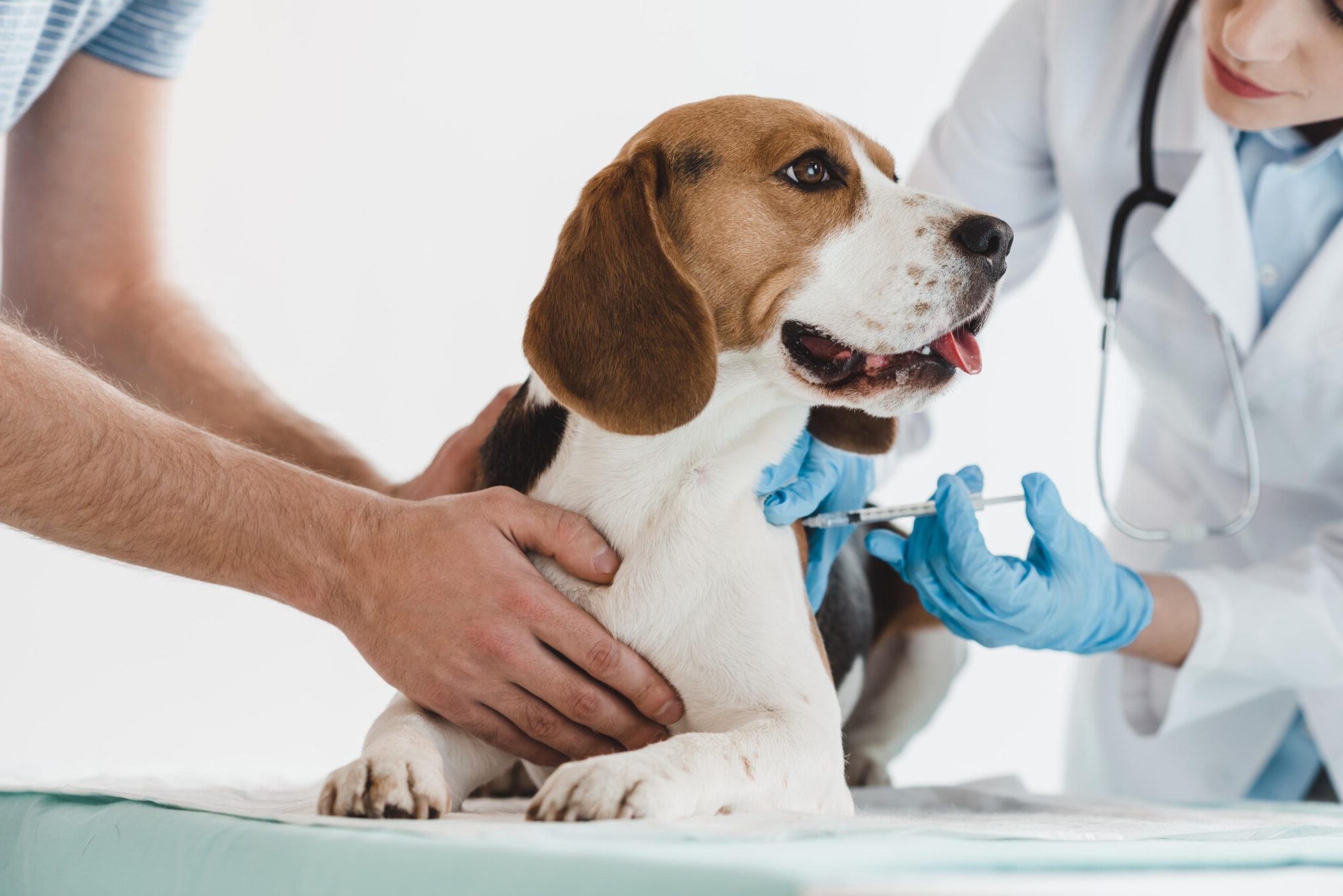 dog-health-quiz
