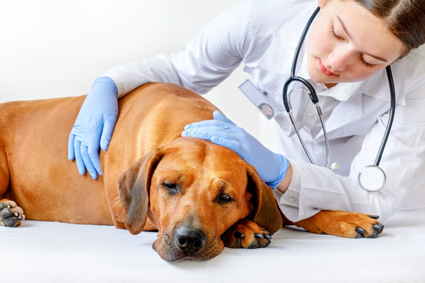dog-pain-quiz