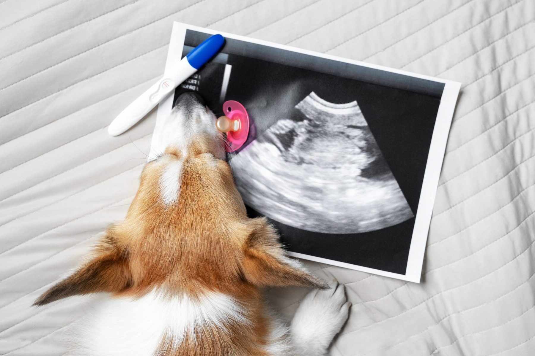 dog-pregnancy-test-quiz
