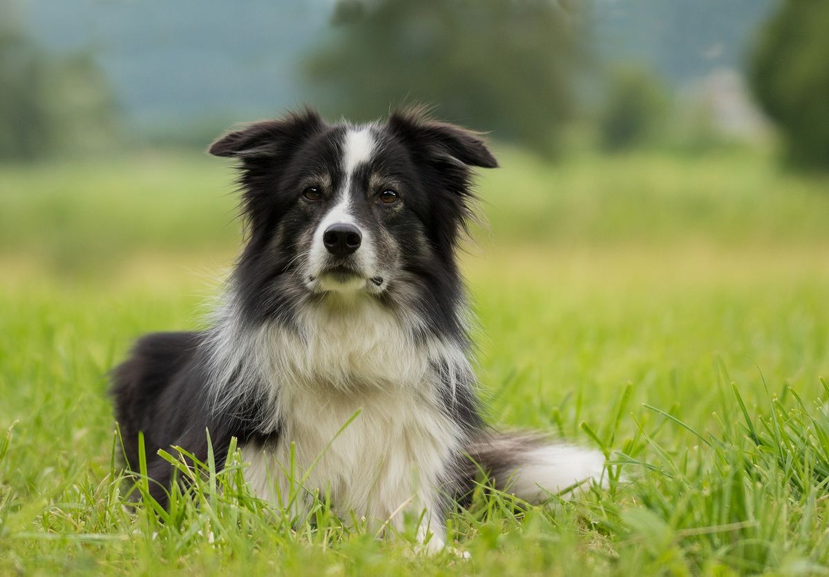 dog-trivia-quiz
