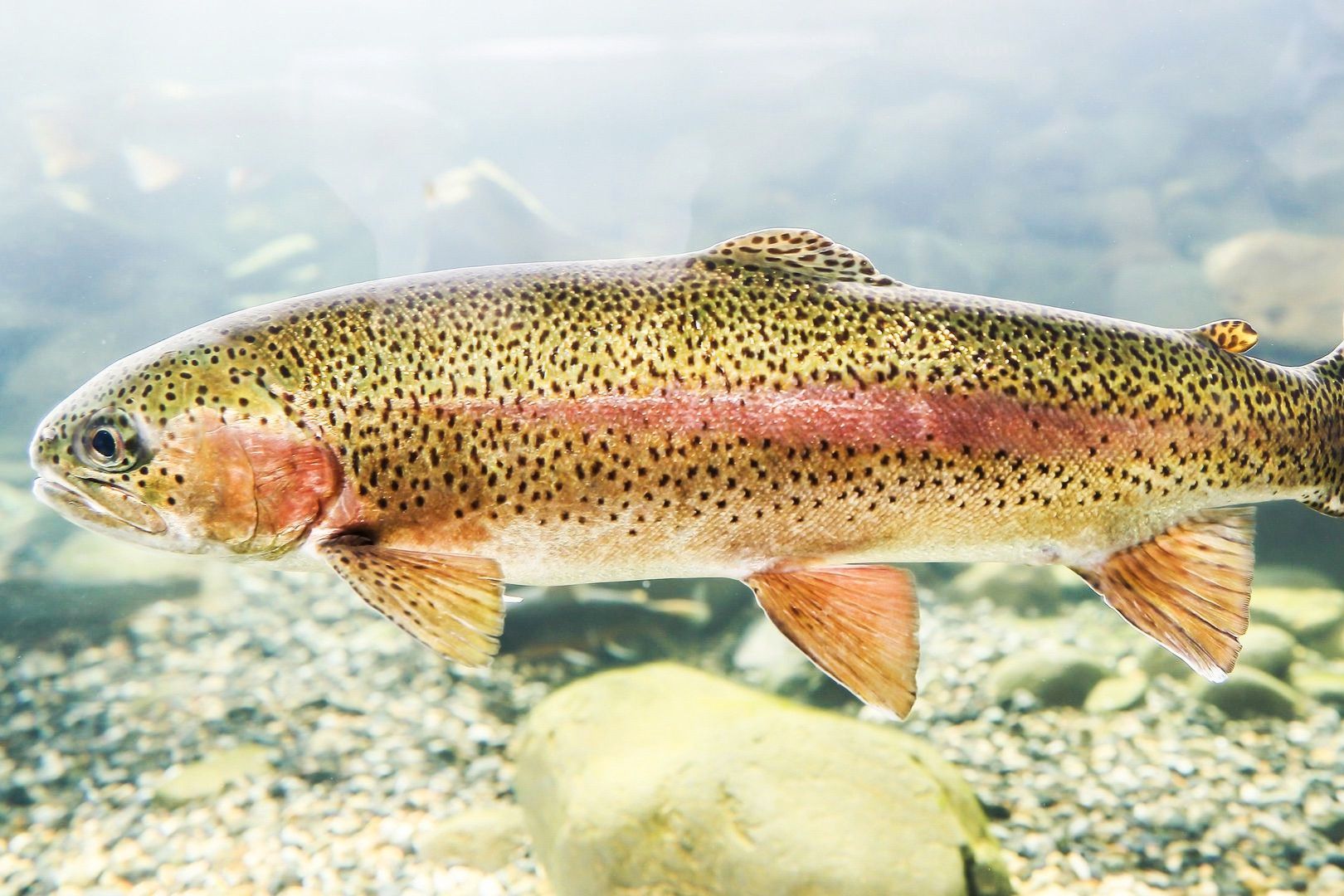 freshwater-fish-quiz