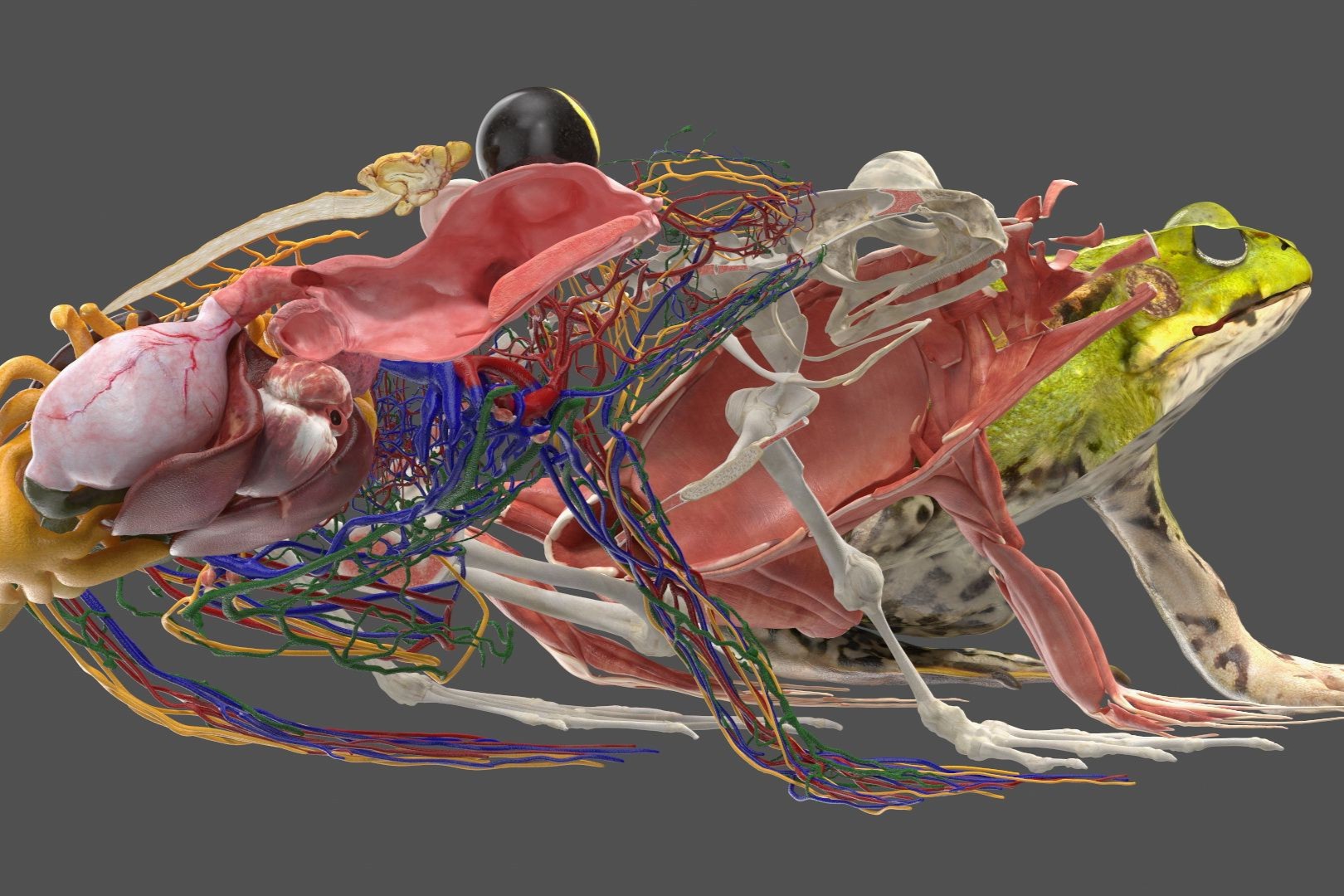 frog-anatomy-quiz