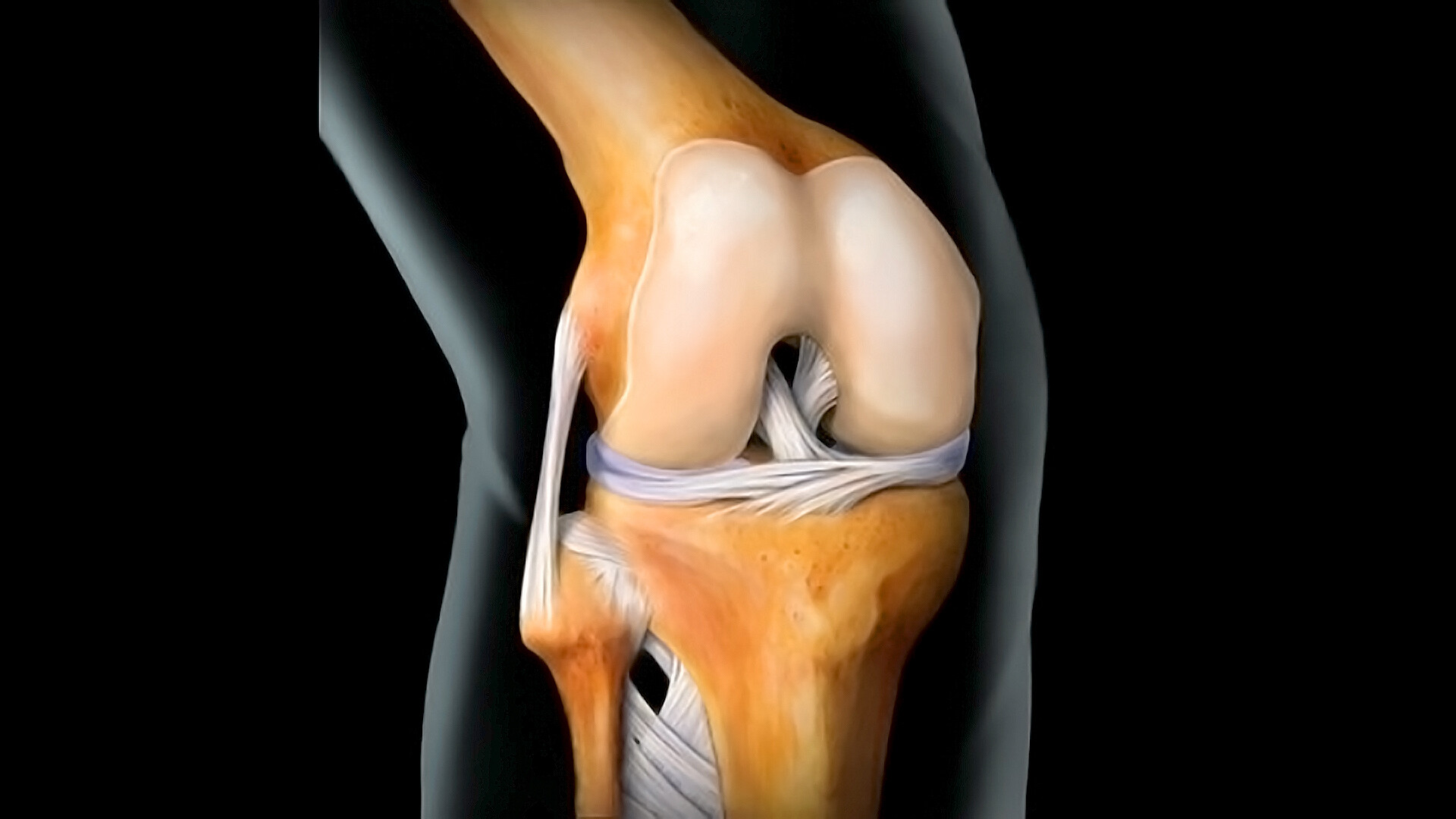 knee-anatomy-quiz