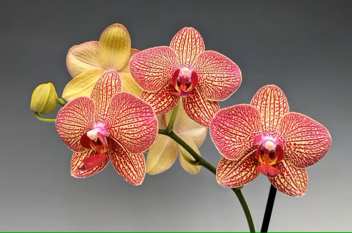orchid-quiz